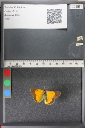 Media type: image;   Entomology 118744
